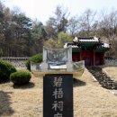 벽오사 이미지