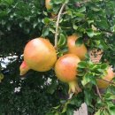 청포농장 이미지