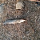 광탄낚시터 이미지