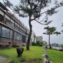 청벽거북 이미지