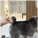 우아댕댕 이미지