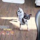 패밀리애견 이미지