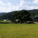 구성초등학교 | <김천 방초정> 와우~! 어제 우리나라 보물이 되었답니다. 역시 이렇게 남다른 정자를 진즉에 알아봤지요...
