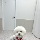 댕스티니 이미지