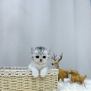 독스캣강아지고양이
