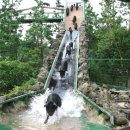 제주도토종흙돼지 이미지