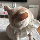 뭉이네부엌 | 팬시피스트 송년냥후기이벤트과 함께한 우리하리~