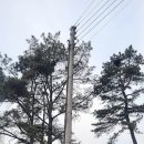 큰소나무 네이버블로그