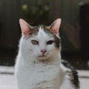 고양이미용 우다다냥 이미지