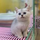 나라애견 본점 이미지