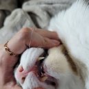 홍경태동물의료원 | 포항 조은동물병원 고양이 진료 후기 고양이 동물병원 추천