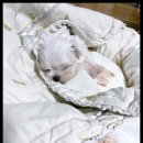 멍앤냥 강아지고양이 안양점 이미지