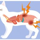 봉식동물병원 이미지