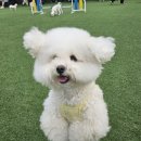 도그와트 이미지