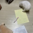 마이도그 강아지분양 울산본점 네이버블로그