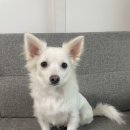 스마일댕 이미지