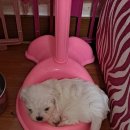 행복 애견방 이미지