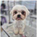 퍼피살롱 이미지