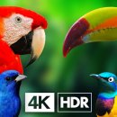 가장 다채로운 열대새 4K HDR + 편안한 자연 소리 이미지
