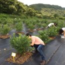 호황농장 이미지