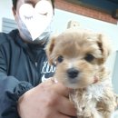 독대독농장 | 🐠말티푸분양후기🐾🐾