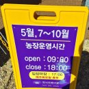 버들농장 | 고성 하늬라벤더팜 정보, 비시즌 9월 방문후기, 주차, 입장료, 영업시간 정리