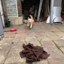 나누리펫 이미지