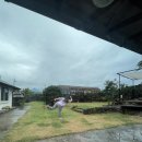 금성 담쟁이 이미지