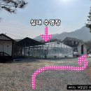 마추피추애견블랙 이미지