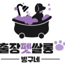 출장펫쌀롱 빙구네 이미지