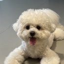 놀러오개 애견유치원 애견호텔 분당직영점 이미지