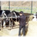 대웅목장 이미지