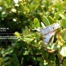 엠.코너 이미지