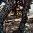 부절마을 솔나무숲.1 이미지