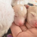 펫스티발 이미지