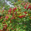 백봉령농장 이미지