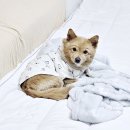 닥터펫동물의료센터 | 개금 닥터펫 동물의료센터 강아지중성화 하고 왔어
