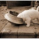 똥강아지 이미지