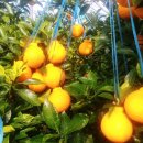 영상농장2 이미지