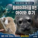골드휴매점 | 플레이아쿠아리움 부천 아이와 후기｜할인·주차·인어쇼·먹이주기 꿀팁 총정리