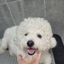 왕짱애견유치원 이미지