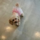 개키우는 언니 이미지