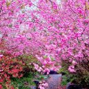 4월 3-4일 다산초당, 백련사 동백꽃, 청산도 유채꽃, 남미륵사 서부해당화 이미지