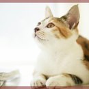 수동물병원 이미지