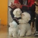 보니또펫 이미지