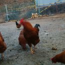 나산농장 이미지