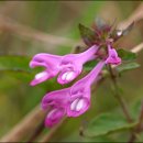 꽃며느리 이미지