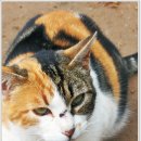 검은고양이 이미지