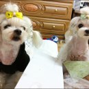 달샘 Daum카페