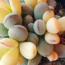 정화 뜨개방 이미지